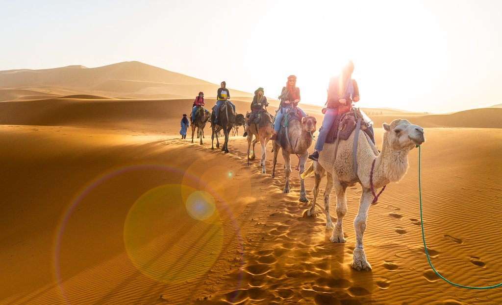 Camels walking on golden sand dunes in the Sahara Desert